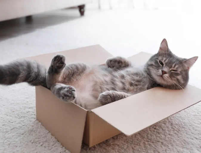 A Gray Cat Lying in a Cardboard Box